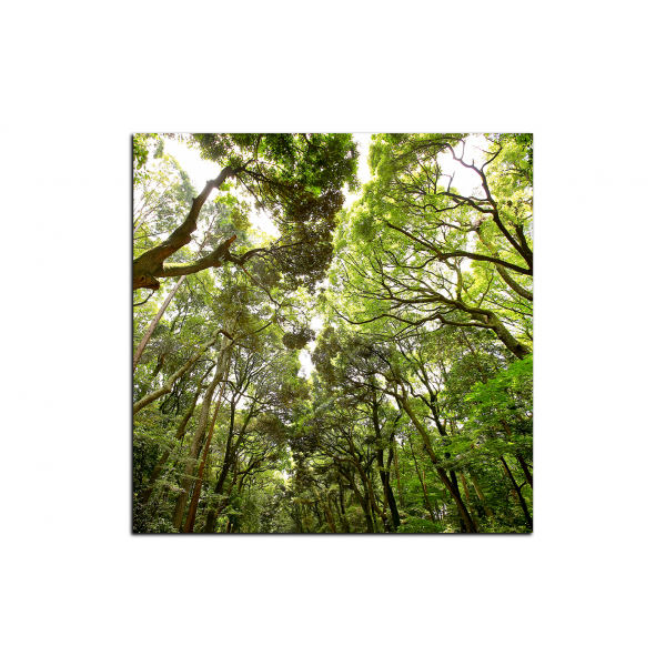 Obraz na plátně - Zelené stromy v lese - čtverec
